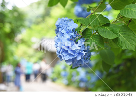 あじさい あじさい 53801048