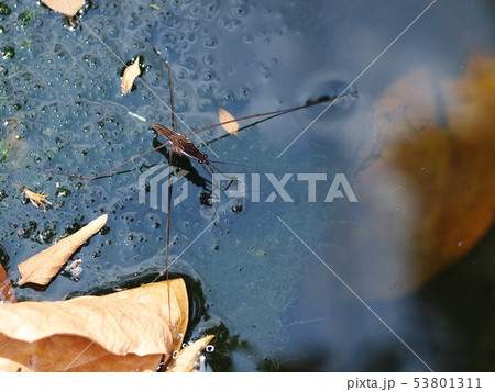 small black brown Water Strider or Pond skaters 53801311