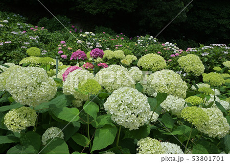 久留米市 風景 千光寺の紫陽花の写真素材