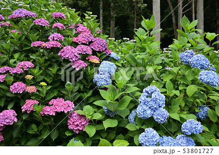 久留米市 風景 千光寺の紫陽花の写真素材