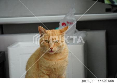 猫・野良猫・茶トラ・チャー坊・オス・二人でまったり・快晴・六月・のんびり・癒される 53801860