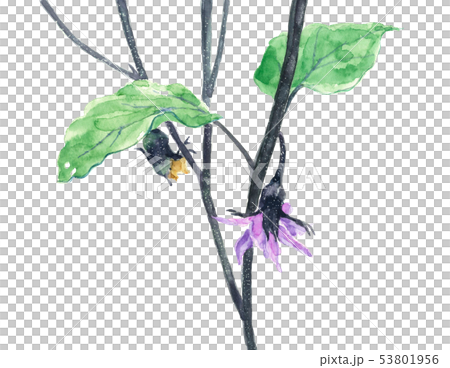 ナスの花 水彩 53801956