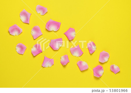 Pink rose petals on yellow background 53801966