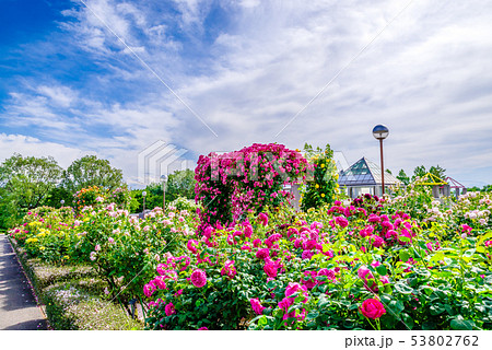 ぐんまフラワーパーク・バラフェスタ ぐんまフラワーパーク・バラフェスタ 53802762