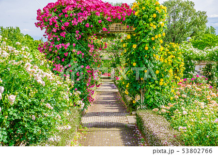 ぐんまフラワーパーク・バラフェスタ 53802766