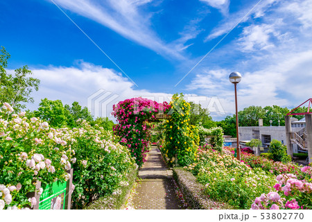 ぐんまフラワーパーク・バラフェスタ ぐんまフラワーパーク・バラフェスタ 53802770