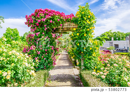 ぐんまフラワーパーク・バラフェスタ ぐんまフラワーパーク・バラフェスタ 53802773