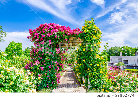 ぐんまフラワーパーク・バラフェスタ 53802774