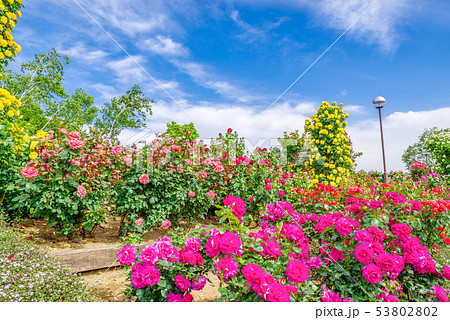 ぐんまフラワーパーク・バラフェスタ 53802802