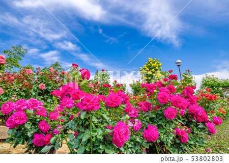 ぐんまフラワーパーク・バラフェスタ ぐんまフラワーパーク・バラフェスタ 53802803