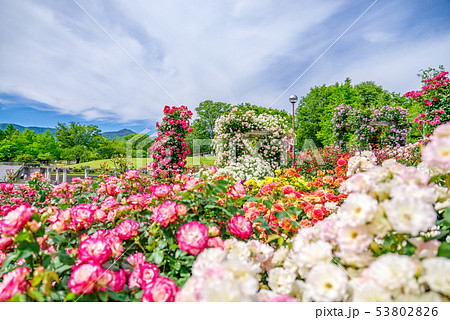 ぐんまフラワーパーク・バラフェスタ 53802826