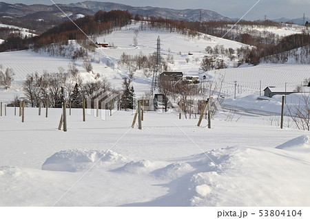 雪のぶどう畑 53804104