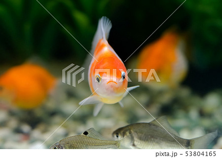 金魚の正面の写真素材