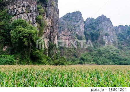 Corn field with a mountain 53804294