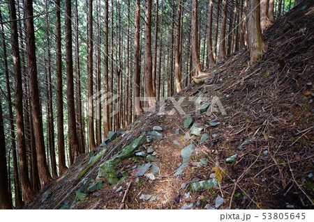 東赤石山の樹林帯 東赤石山の樹林帯 53805645