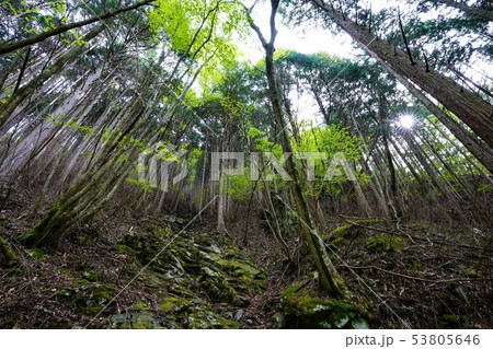 東赤石山の樹林帯 東赤石山の樹林帯 53805646