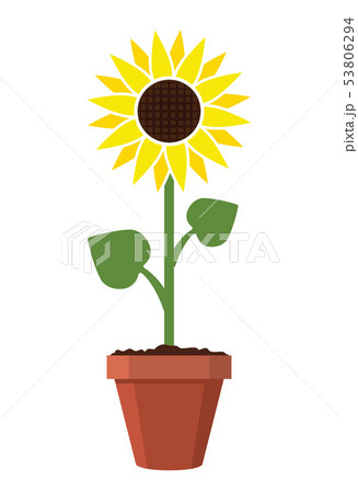 vector sunflower  in pot 53806294