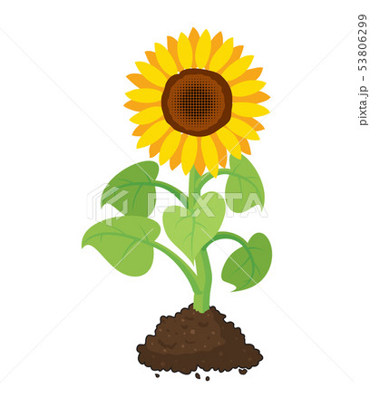 vector sunflower grow in soil vector sunflower grow in soil 53806299