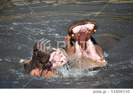 Couple of hippos swim and play in water 53806530
