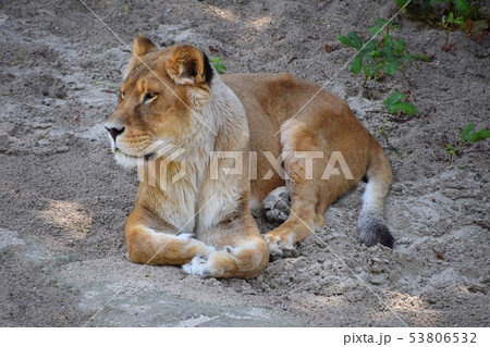 Full length portrait of lioness resting on ground 53806532