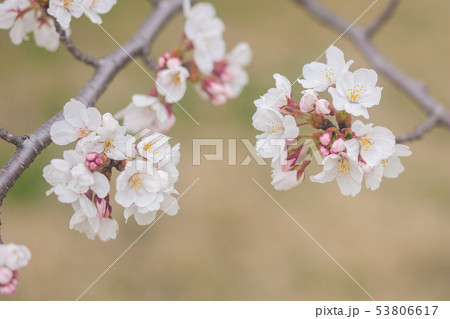 桜 桜 53806617
