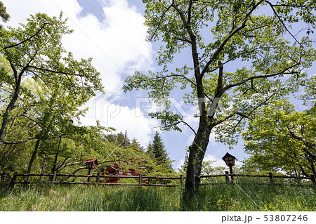 新倉山浅間公園（初夏） 53807246