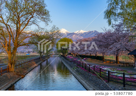 拾ヶ堰の桜と北アルプス　長野県安曇野市 53807780