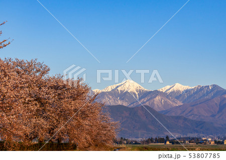 拾ヶ堰の桜と北アルプス　長野県安曇野市 53807785
