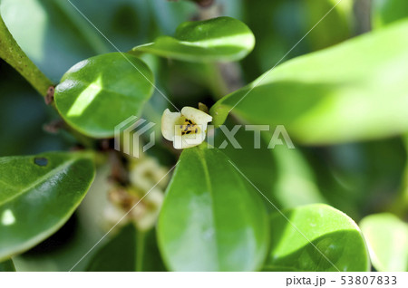 リュウキュウコクタンの花（雄花） 53807833