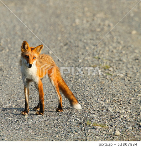 キタキツネ 53807834