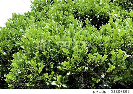 リュウキュウコクタン(黒木、沖縄方言クルチ)抜き苗 - 植物/観葉植物