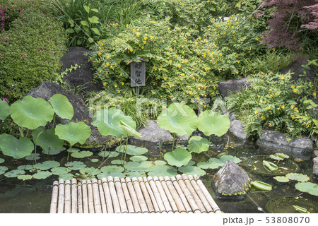 長谷寺(鎌倉市長谷) 長谷寺(鎌倉市長谷) 53808070