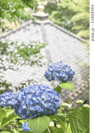 長谷寺の紫陽花(鎌倉市長谷) 53808464
