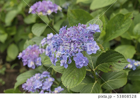長谷寺の紫陽花(鎌倉市長谷) 53808528