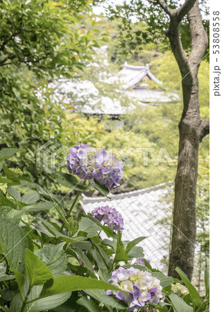 長谷寺の紫陽花(鎌倉市長谷) 長谷寺の紫陽花(鎌倉市長谷) 53808558