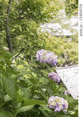 長谷寺の紫陽花(鎌倉市長谷) 53808559