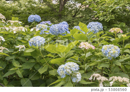 長谷寺の紫陽花(鎌倉市長谷) 長谷寺の紫陽花(鎌倉市長谷) 53808560