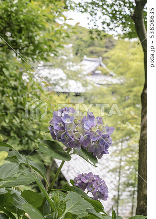 長谷寺の紫陽花(鎌倉市長谷) 53808635
