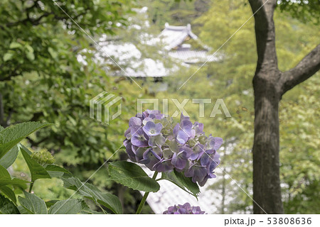 長谷寺の紫陽花(鎌倉市長谷) 長谷寺の紫陽花(鎌倉市長谷) 53808636