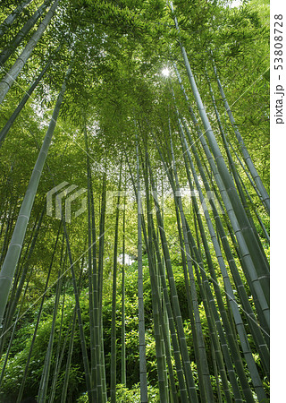 長谷寺の竹林(鎌倉市長谷) 長谷寺の竹林(鎌倉市長谷) 53808728