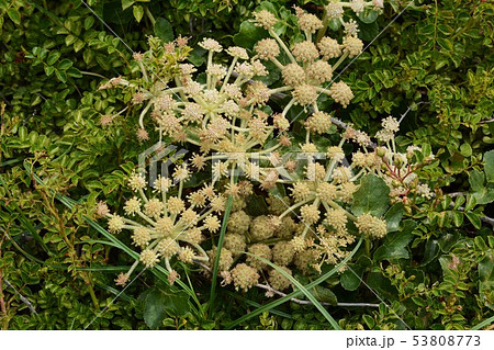 ハマボウフウ(浜防風) ハマボウフウ(浜防風) 53808773