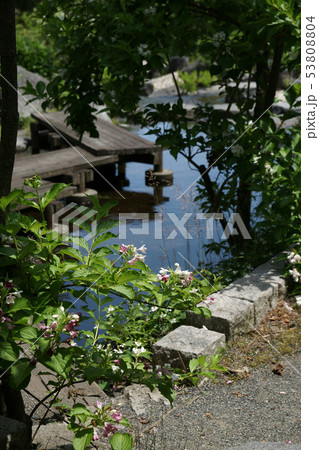 鳥取　四季の散歩　夏　出会いの森 53808804