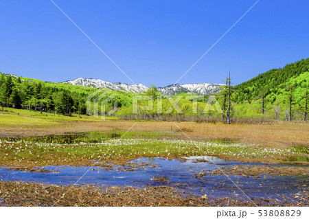 雪山と水芭蕉の群落 雪山と水芭蕉の群落 53808829