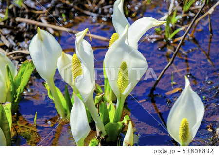 池塘に咲く水芭蕉 池塘に咲く水芭蕉 53808832