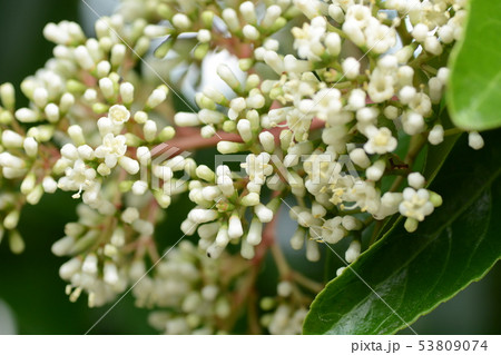 サンゴジュ 53809074