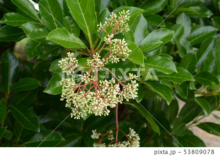 サンゴジュ 53809078