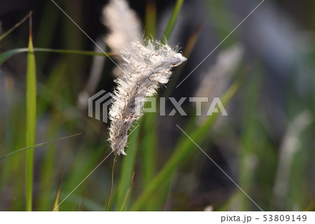 美しく輝く「チガヤ」 53809149