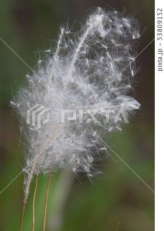 美しく輝く「チガヤ」 53809152