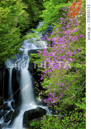 トウゴクミツバツツジと滝（縦）１ 53809153