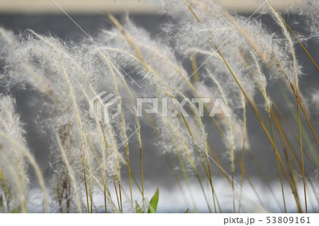 美しく輝く「チガヤ」 53809161